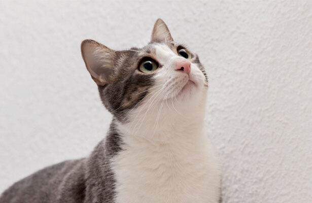 kucing, kotoran kucing, Tanda Kucing yang Sehat, Cara Melatih Kucing