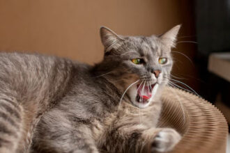 Kucing