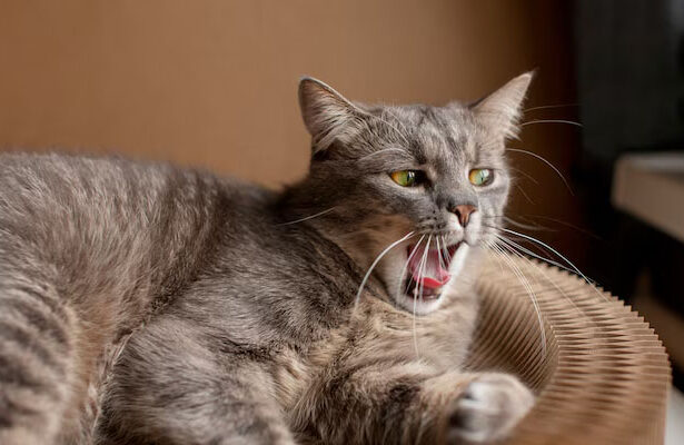 Kucing
