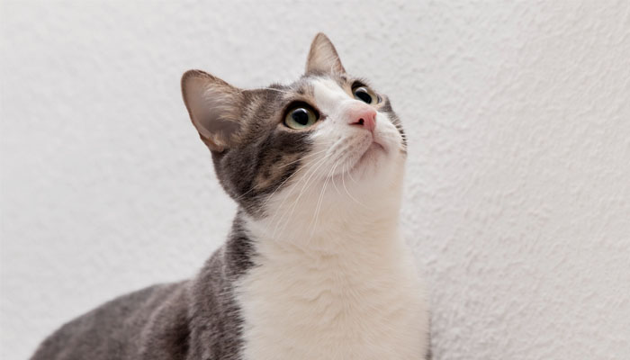 kucing, kotoran kucing, Tanda Kucing yang Sehat, Cara Melatih Kucing