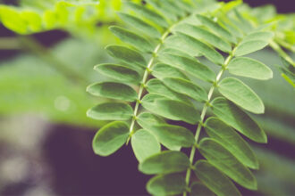 Manfaat Daun Kelor