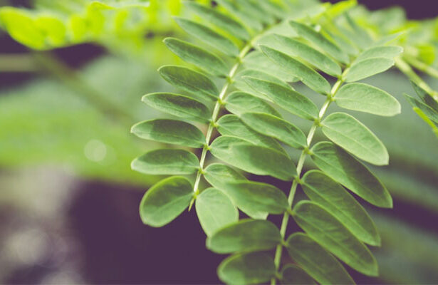 Manfaat Daun Kelor
