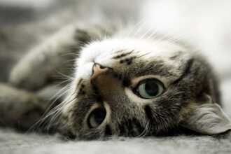 memelihara kucing, Kucing
