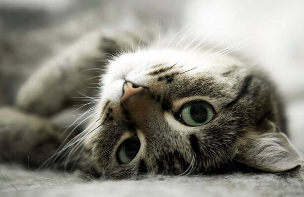 memelihara kucing, Kucing