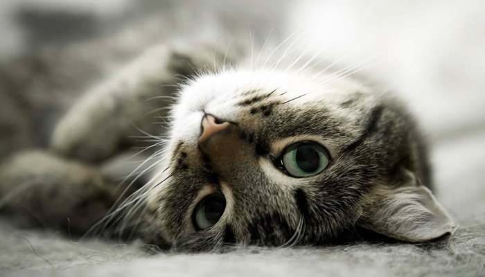 memelihara kucing, Kucing