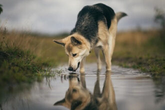 Anjing, Akhlak