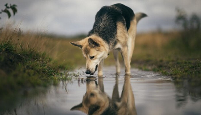 Anjing, Akhlak