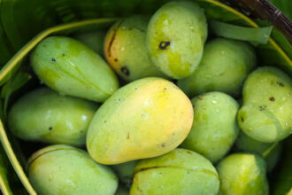 Cara Memeram Mangga