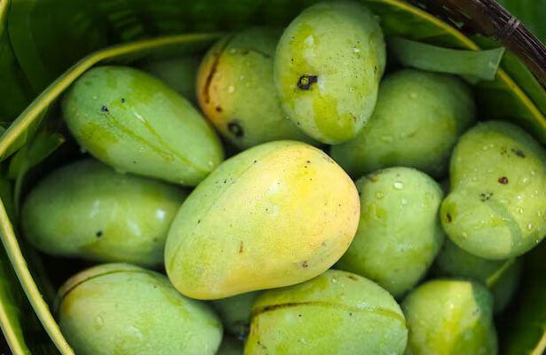 Cara Memeram Mangga