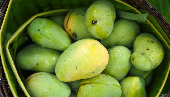 Cara Memeram Mangga