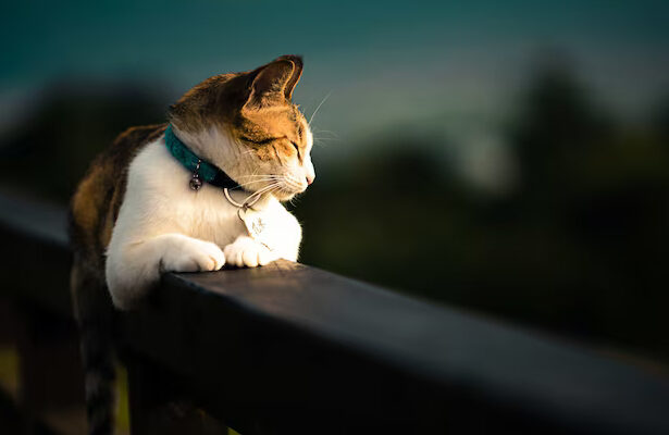 Kucing