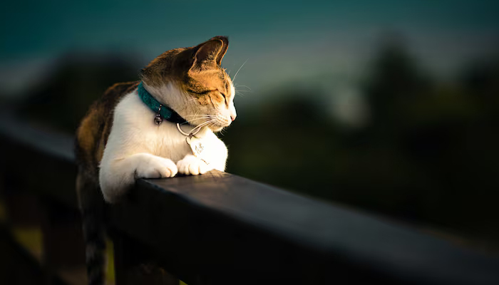 Kucing