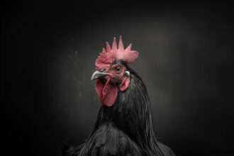 Ayam Berkokok