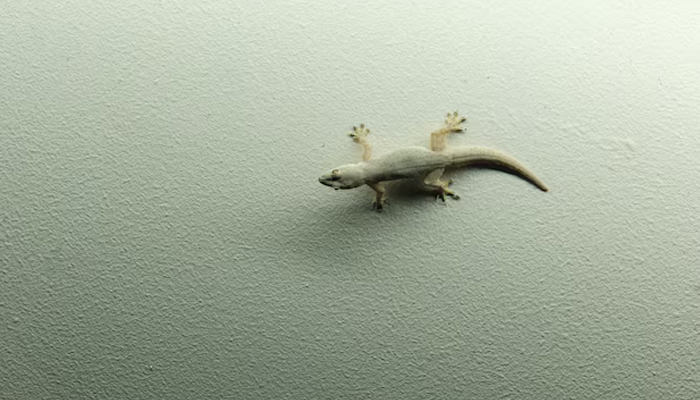 Penyakit yang Bisa Ditimbulkan Akibat Banyak Cicak, cicak, kotoran cicak