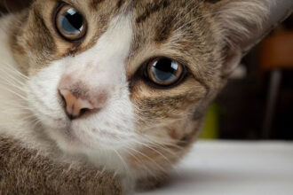 Ciri-ciri Kucing Stress, Hukum Mengebiri Kucing