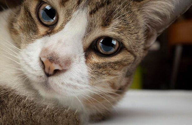 Ciri-ciri Kucing Stress, Hukum Mengebiri Kucing