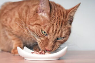 Kucing Tidak Boleh Makan Coklat, Makanan Kucing, rabies