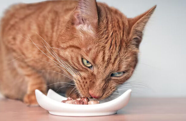 Kucing Tidak Boleh Makan Coklat, Makanan Kucing, rabies