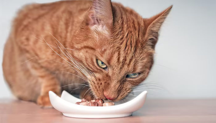 Kucing Tidak Boleh Makan Coklat, Makanan Kucing, rabies