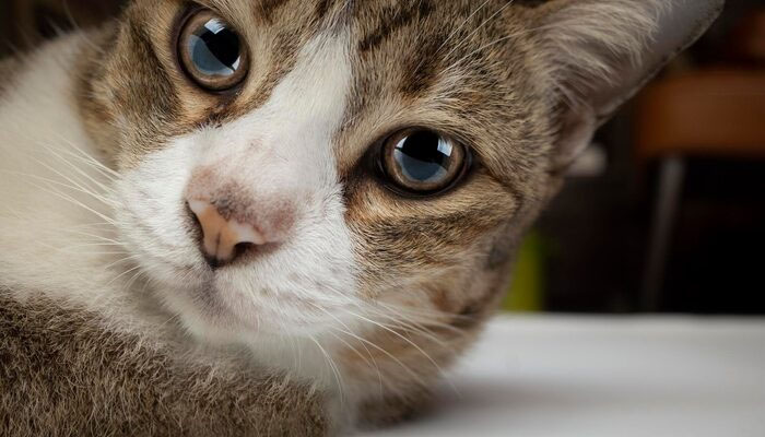 Ciri-ciri Kucing Stress, Hukum Mengebiri Kucing