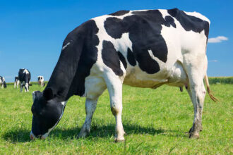 Makna Insya Allah, Syarat Hewan Qurban
