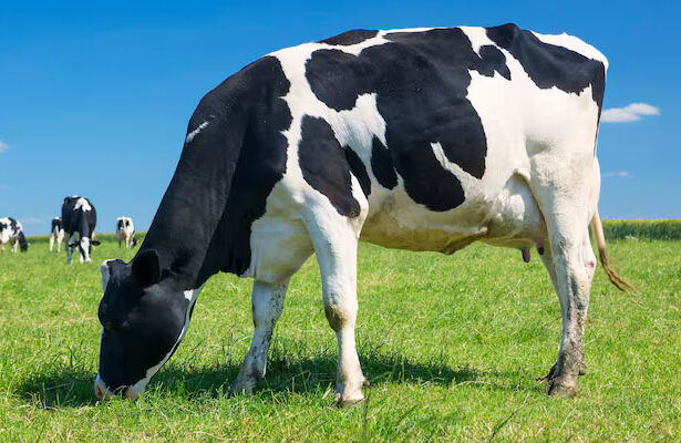 Makna Insya Allah, Syarat Hewan Qurban