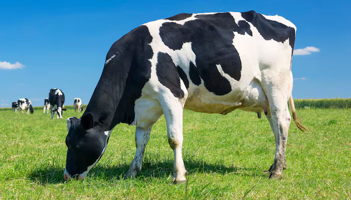 Makna Insya Allah, Syarat Hewan Qurban