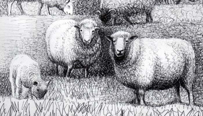Kambing, Hewan Kurban, Harga Kambing di Zaman Nabi