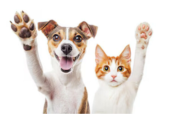 anjing kucing