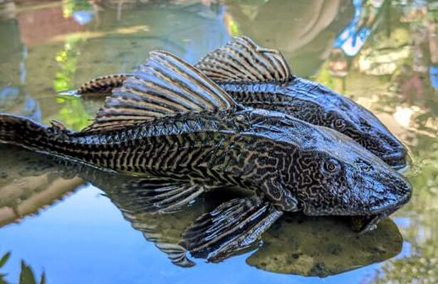 Ikan Sapu Sapu