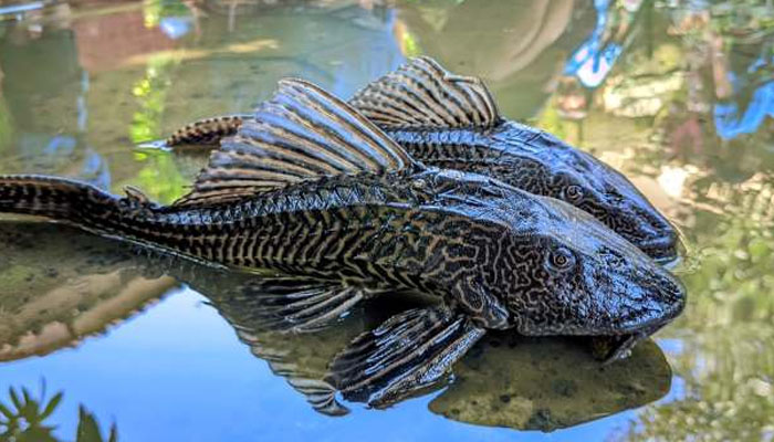 Ikan Sapu Sapu