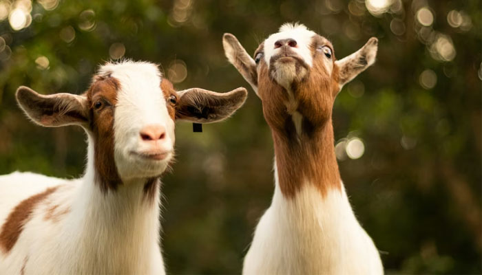 Syarat Hewan Qurban, kurban, Idul Adha