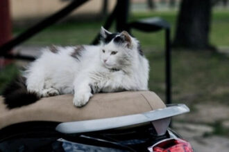 Kucing Jok Motor