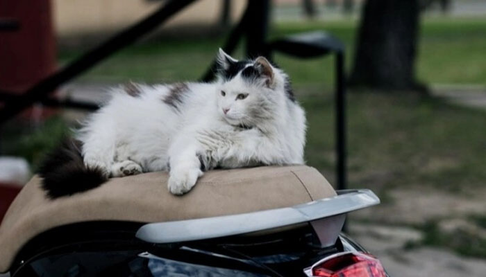 Kucing Jok Motor