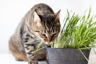 Kucing Makan Daun