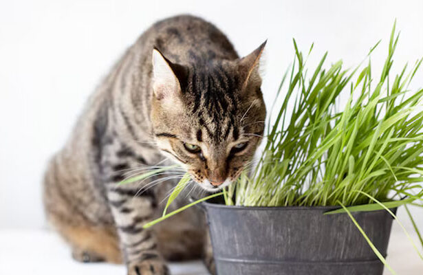 Kucing Makan Daun
