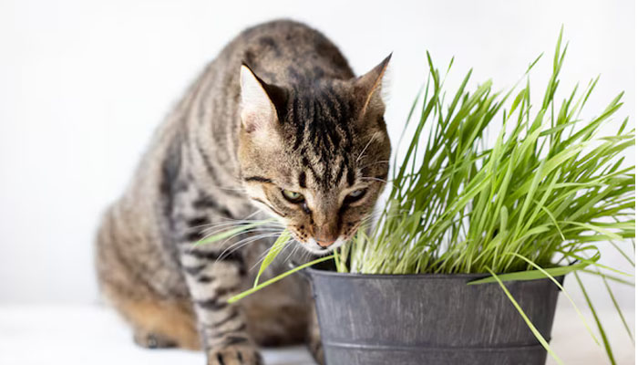 Kucing Makan Daun