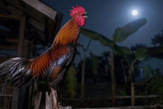 Ayam Berkokok di Malam Hari