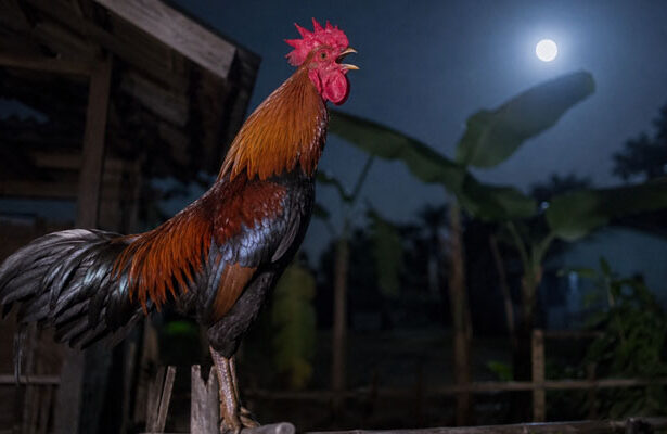 Ayam Berkokok di Malam Hari