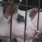 babi , zina
