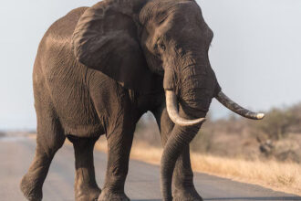 gajah