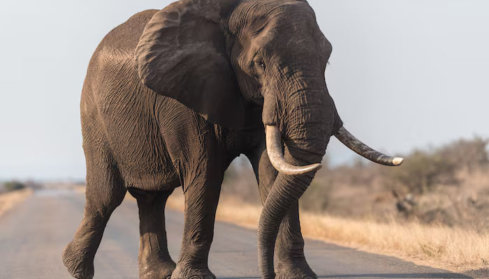 gajah